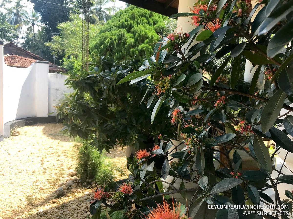 Ceylon Pearlwing Resort Negombo Exterior foto